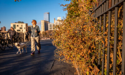 My bountiful backyard garden is a scary Thanksgiving sight