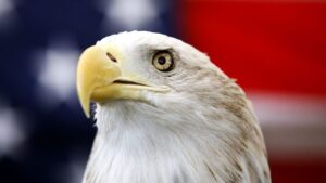 Long an unofficial symbol, bald eagle becomes official US bird