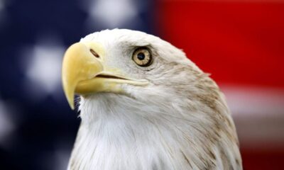 Long an unofficial symbol, bald eagle becomes official US bird