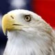 Long an unofficial symbol, bald eagle becomes official US bird