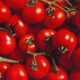 Tomatoes sold at Gordon Food Service recalled due to possible salmonella contamination