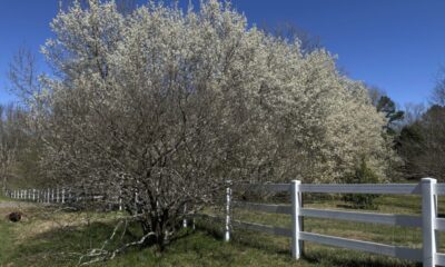 Some states issue bounty on handsome yet smelly tree