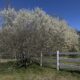 Some states issue bounty on handsome yet smelly tree