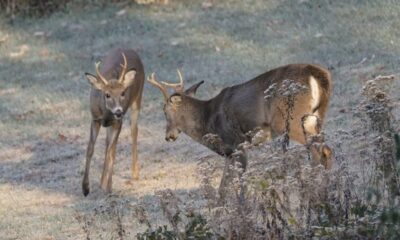 Centuries-old Sunday hunting ban repealed in Pennsylvania