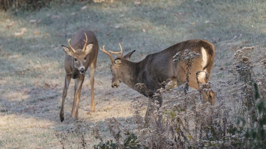 Centuries-old Sunday hunting ban repealed in Pennsylvania