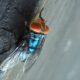 First U.S. screwworm case in years confirmed in Maryland