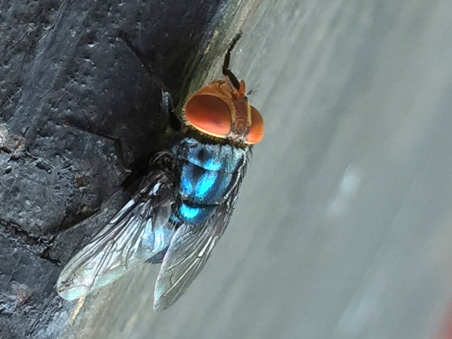 First U.S. screwworm case in years confirmed in Maryland