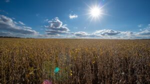 4 Republicans back Senate resolution to undo Trump’s tariffs