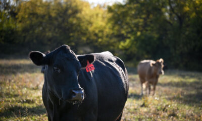 Trump’s meatpacking probe meets with MAGA skepticism