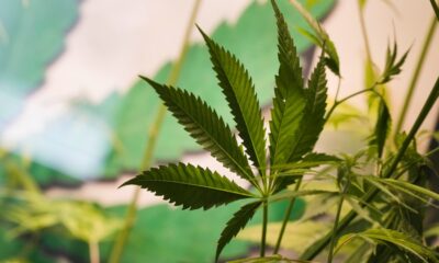 Federal action may end fight over intoxicating hemp products in Texas