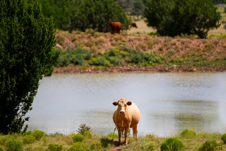 Do we need to break up Big Beef?