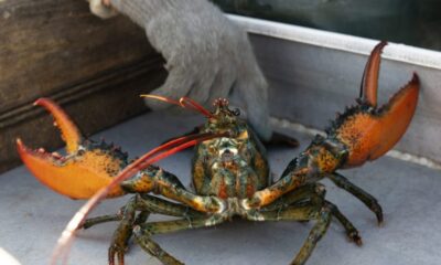 $400K worth of live lobsters stolen before reaching Costco