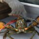 $400K worth of live lobsters stolen before reaching Costco