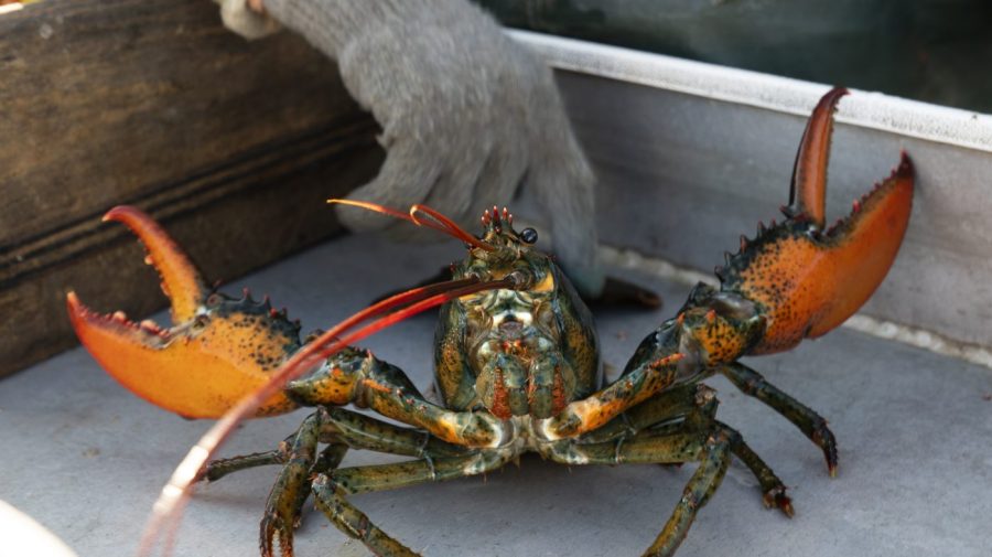 $400K worth of live lobsters stolen before reaching Costco