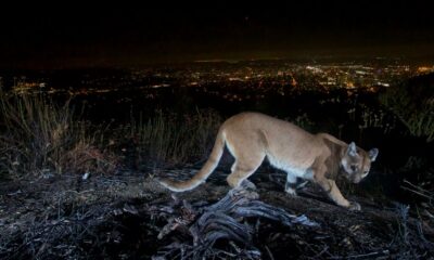 Man fought off a mountain lion weeks before a suspected fatal Colorado attack
