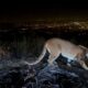 Man fought off a mountain lion weeks before a suspected fatal Colorado attack