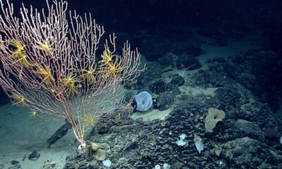 Trump reopens Atlantic Ocean monument to commercial fishing