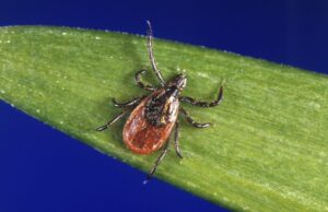 Pfizer’s Lyme disease vaccine candidate shows promising results