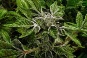 Trump reclassifies state-licensed medical marijuana in historic shift