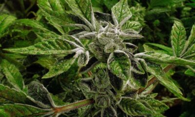 Trump reclassifies state-licensed medical marijuana in historic shift