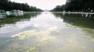Green algae return to reflecting pool days into Trump’s renovation