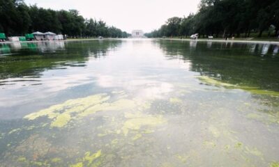 Green algae return to reflecting pool days into Trump’s renovation