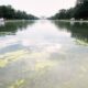 Green algae return to reflecting pool days into Trump’s renovation