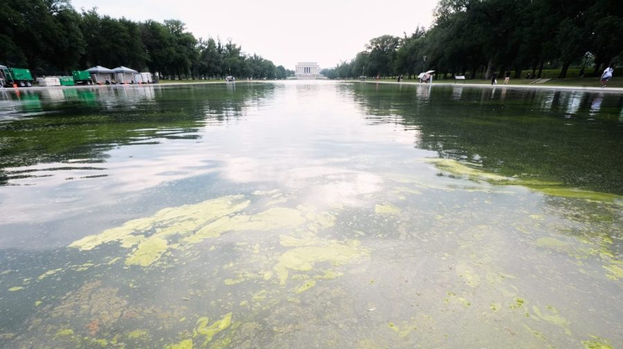 Green algae return to reflecting pool days into Trump’s renovation