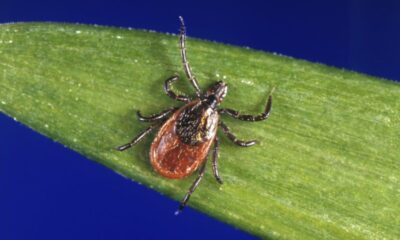 The ticks you may find in your state, and the diseases they can carry