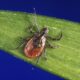 The ticks you may find in your state, and the diseases they can carry