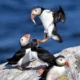 Changing the meaning of ‘harm’ in the Endangered Species Act will harm endangered species