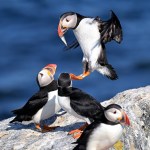 Changing the meaning of ‘harm’ in the Endangered Species Act will harm endangered species